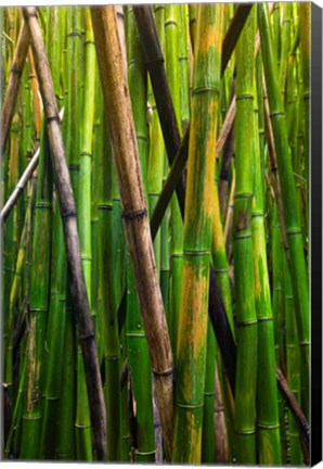 Framed Bamboo Trees, Maui, Hawaii Print