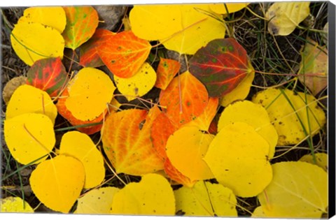 Framed Close-Up of Fallen Leaves, Maroon Creek Valley, Aspen, Colorado Print