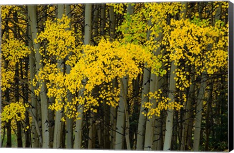 Framed Autumn Trees in Maroon Creek Valley, Aspen, Colorado Print