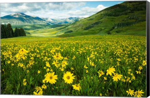 Framed Wildflowers in a Field, Crested Butte, Colorado Print