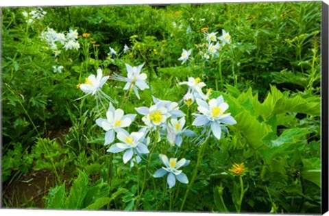 Framed White Flowers in a field, Crested Butte, Colorado Print