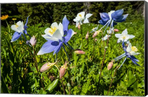 Framed Close-Up of Wildflowers, Crested Butte, Colorado Print