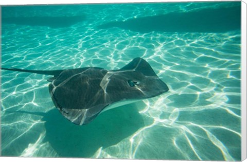 Framed Stingray in the Pacific Ocean, Moorea, Tahiti, French Polynesia Print