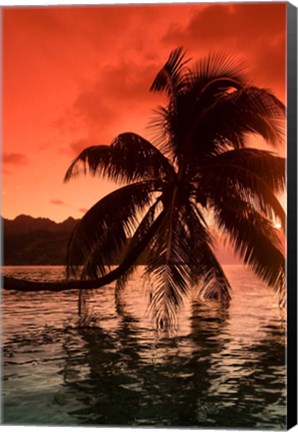Framed Palm Trees at Sunset, Moorea, Tahiti, French Polynesia Print