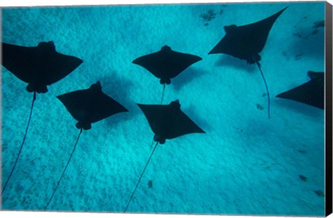 Framed Eagle Rays Swimming in the Pacific Ocean, Tahiti, French Polynesia Print