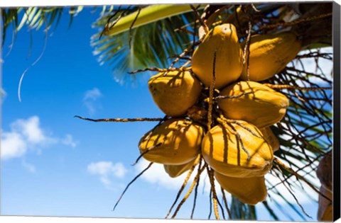 Framed Coconuts Hanging on a Tree, Bora Bora, French Polynesia Print