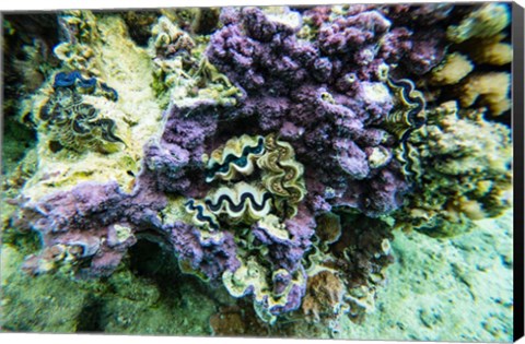 Framed Coral Reef in the Pacific Ocean, Tahiti, French Polynesia Print