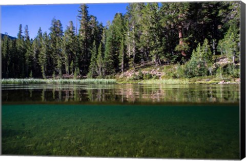 Framed Half Water Half Land, Reflection of Trees in Walker River, California Print