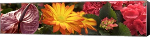 Framed Close-up of Red Anthurium, Gerbera Daisy and Red Hydrangeas Print