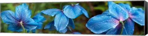 Framed Close-up of Himalayan Poppy Print