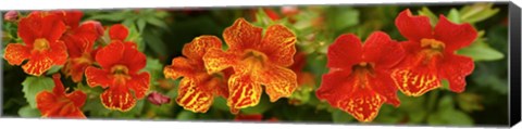 Framed Close-up of Flowers Blooming on Plant Print