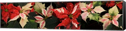 Framed Close-up of Poinsettia Flowers Print