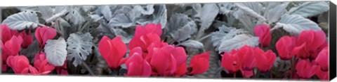 Framed Close-up of Pink Cyclamen and Silver Dust Leaves Print