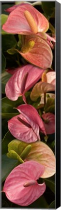 Framed Close-up of Anthurium Plants Print