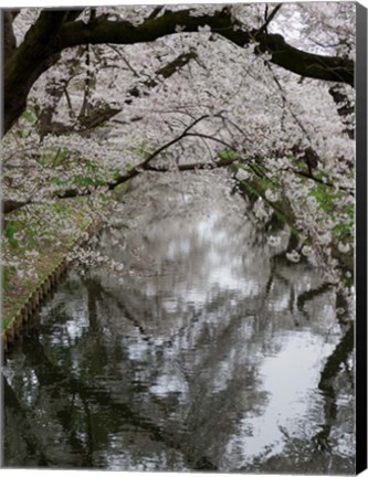 Framed Cherry Trees Reflected in Moat of Hirosaki Park, Japan Print