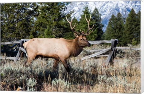 Framed Elk in Field, Grand Teton National Park, Wyoming Print