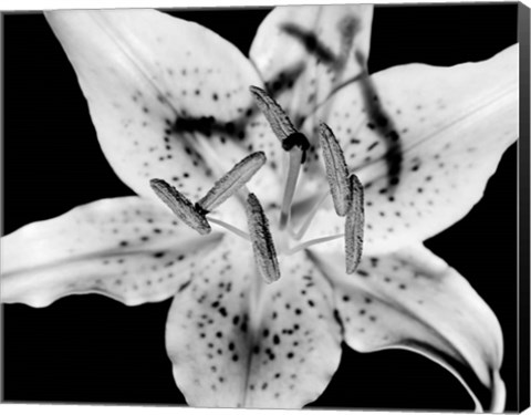 Framed Close up of Lily flower (BW) Print