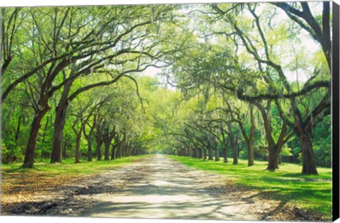 Framed Live Oaks and Spanish Moss Wormsloe State Historic Site Savannah GA Print