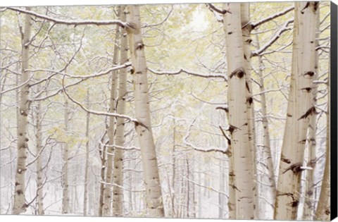 Framed Autumn Aspens With Snow, Colorado Print