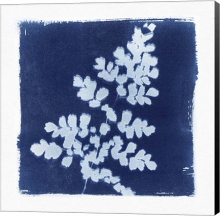 Framed Flora Cyanotype I Print