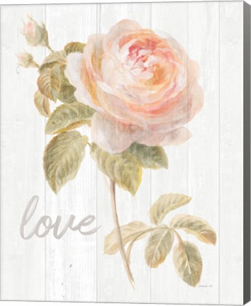 Framed Garden Rose on Wood Love Print