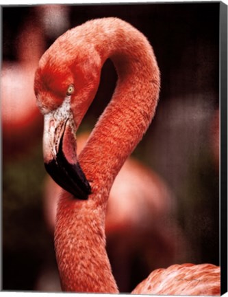 Framed Caribbean Flamingo II Print