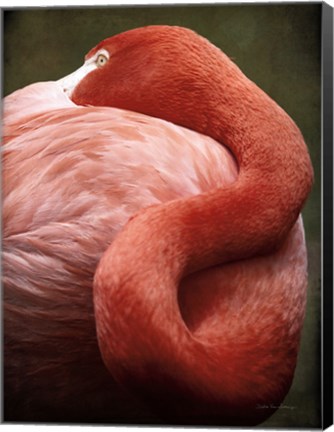 Framed Caribbean Flamingo I Print