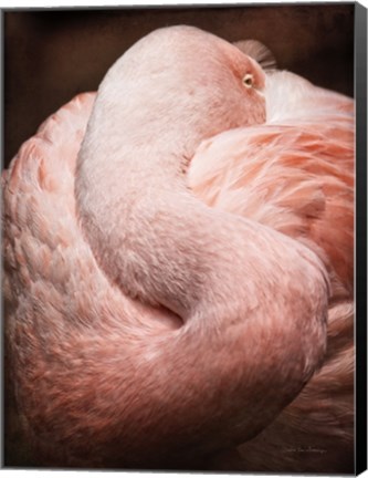 Framed Chilean Flamingo I Print