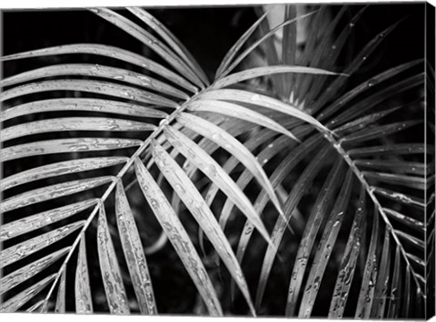 Framed Palm Fronds Print