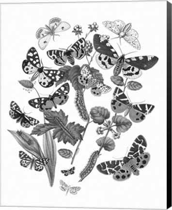 Framed Butterfly Bouquet IV Linen BW IV Print