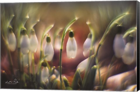 Framed Snowdrops Print