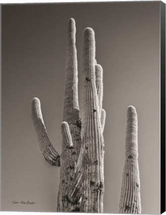 Framed Black &amp; White Cactus Print