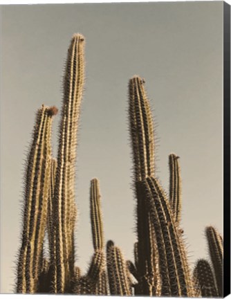 Framed Desert Cacti Print