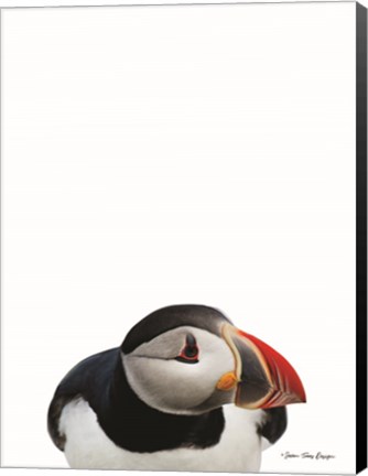 Framed Artic Puffin Print