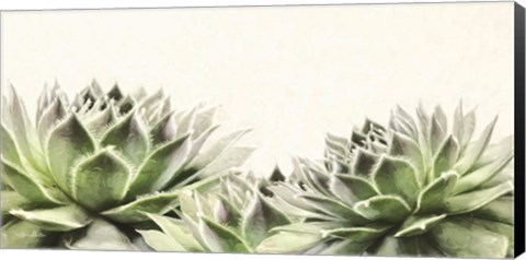 Framed Soft Succulents I Print