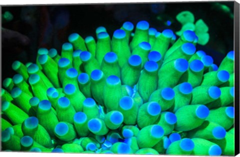 Framed Fluorescing Wnderwater Macro Images Print