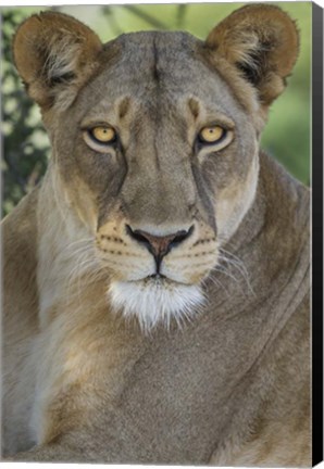 Framed African Lion, Mashatu Reserve, Botswana Print