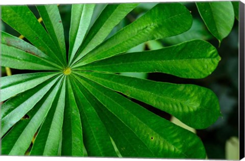 Framed Marantaceae Forest Vegetation Odzala-Kokoua National Park Congo Print