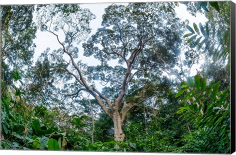 Framed Marantaceae Forest Odzala-Kokoua National Park Congo Print