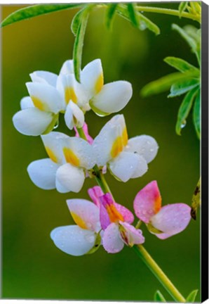 Framed Wildflower Bale Mountains National Park Ethiopia Print