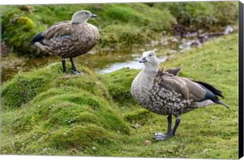 Framed Blue-Winged Goose, Cyanochen Cyanoptera Bale Mountains National Park Ethiopia Print