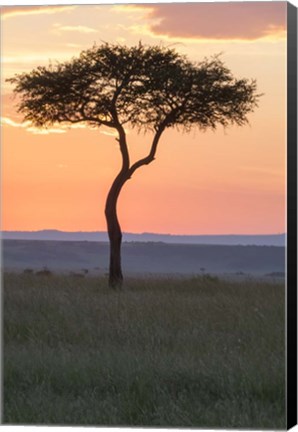 Framed Sunset over Tree, Masai Mara National Reserve, Kenya Print