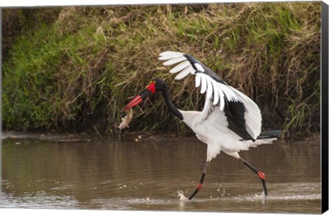 Framed Saddle-Billed Stork, with Fish, Kenya Print