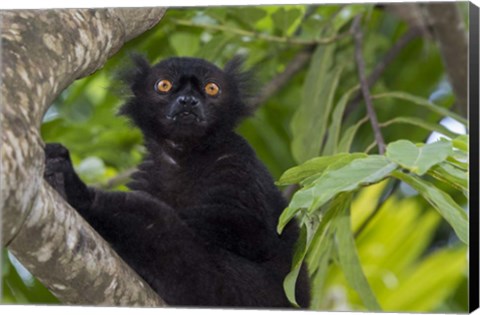 Framed Madagascar Wild Black Lemur Male Print