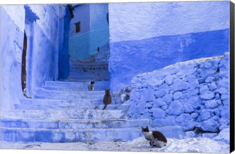 Framed Cats in an Alley, Chefchaouen, Morocco Print