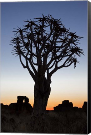 Framed Quiver Tree Forest, Kokerboom at Sunset, Keetmanshoop, Namibia Print