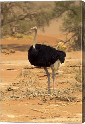 Framed Sossusvlei Male Ostrich, Namib-Naukluft National Park,  Namibia Print