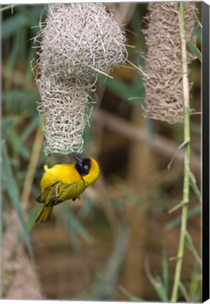 Framed Male Masked Weaver Building a Nest, Namibia Print