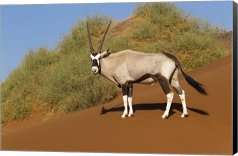 Framed Oryx, Namib-Naukluft National Park, Namibia Print