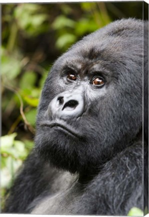 Framed Silverback Mountain Gorilla, Volcanoes National Park, Rwanda Print